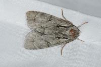 Acronicta psi/tridens