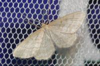 Idaea macilentaria