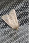 Mythimna riparia