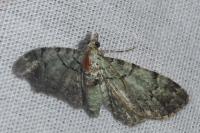 Pasiphila rectangulata