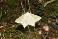 Ourapteryx sambucaria