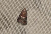 Acrobasis marmorea