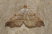 Laspeyria flexula