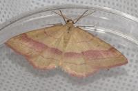 Rhodostrophia vibicaria