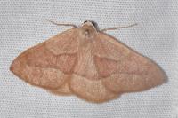 Hylaea fasciaria