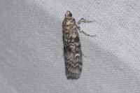 Dioryctria