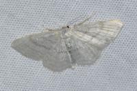 Idaea subsericeata
