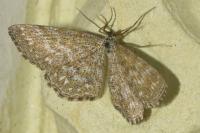 Scopula immorata