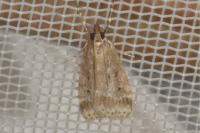 Eudonia pallida