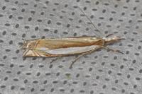 Crambus pascuella