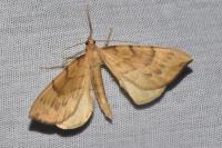 Gandaritis pyraliata
