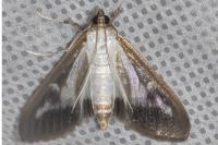 Cydalima perspectalis