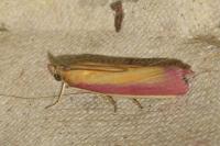 Oncocera semirubella