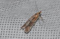 Ancylosis cinnamomella