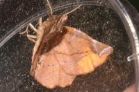 Apeira syringaria