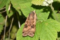 Noctua pronuba