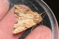 Apamea sublustris