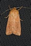 Mythimna albipuncta