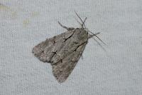 Acronicta psi/tridens