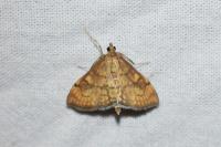 Anania verbascalis