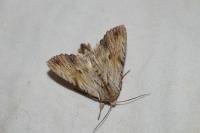 Apamea lithoxylaea