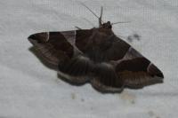 Dysgonia algira