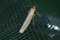 Eilema caniola