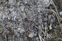 Gymnoscelis rufifasciata