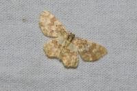 Hydrelia flammeolaria