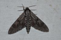Hyloicus pinastri