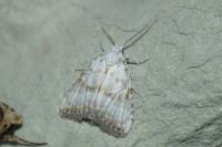 Meganola albula