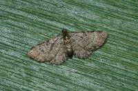 Pasiphila chloerata