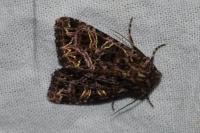 Sideridis rivularis