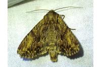 Apamea monoglypha monoglypha