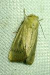 Mythimna sicula