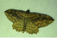 Philereme transversata