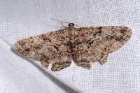 Peribatodes rhomboidaria rhomboidaria