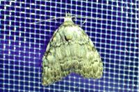 Meganola strigula