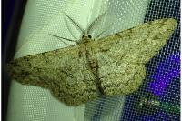 Hypomecis punctinalis
