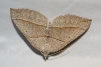 Scotopteryx luridata/mucronata