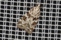 Scoparia pyralella