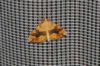 Cidaria fulvata
