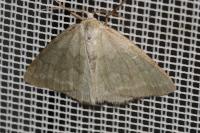 Pseudoterpna pruinata