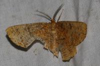 Angerona prunaria