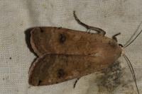 Noctua pronuba