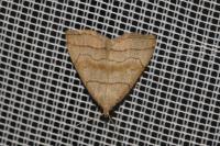Herminia tarsicrinalis