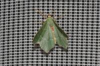 Hemithea aestivaria