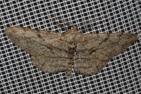 Peribatodes rhomboidaria rhomboidaria