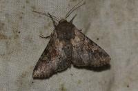 Apamea sordens