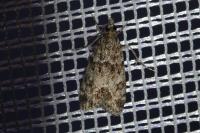 Eudonia mercurella